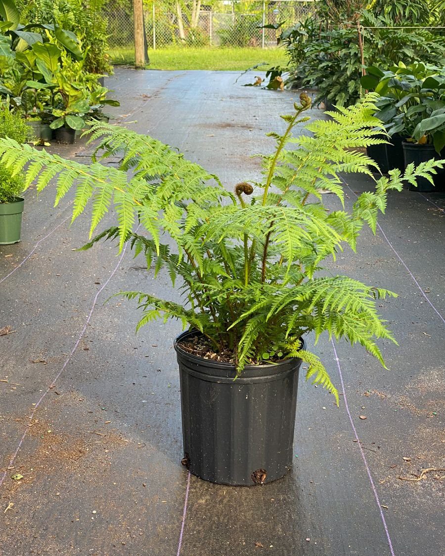 Felce arborea australiana