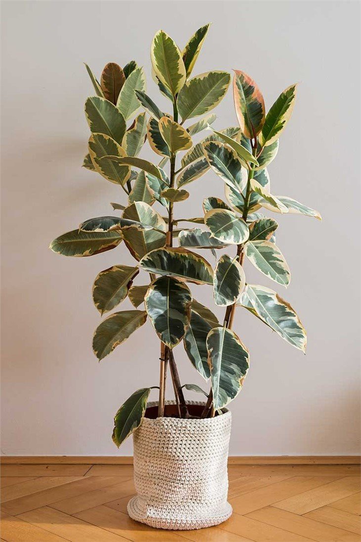Ficus-Elastica-Tineke-Variegated-Rubber-Plant